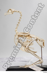 Skeleton Bird Animal photo references